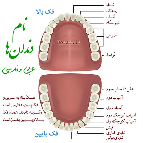 نام دندان‌ها به عربی و فارسی